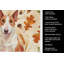 Serviette de cuisine tricolore Sheltie-2083472052