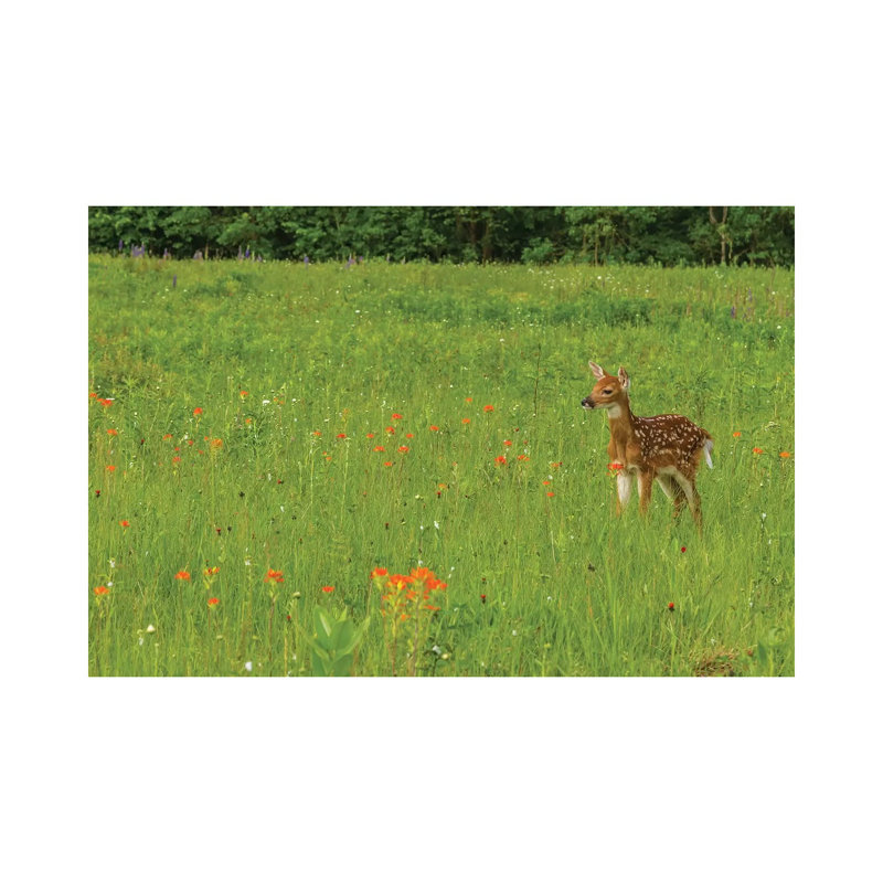 USA, Minnesota, Pine County. Captive Fawn. by Jaynes Gallery - Wrapped Canvas Gallery-Wrapped Canvas Giclée