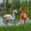 Flamant rose