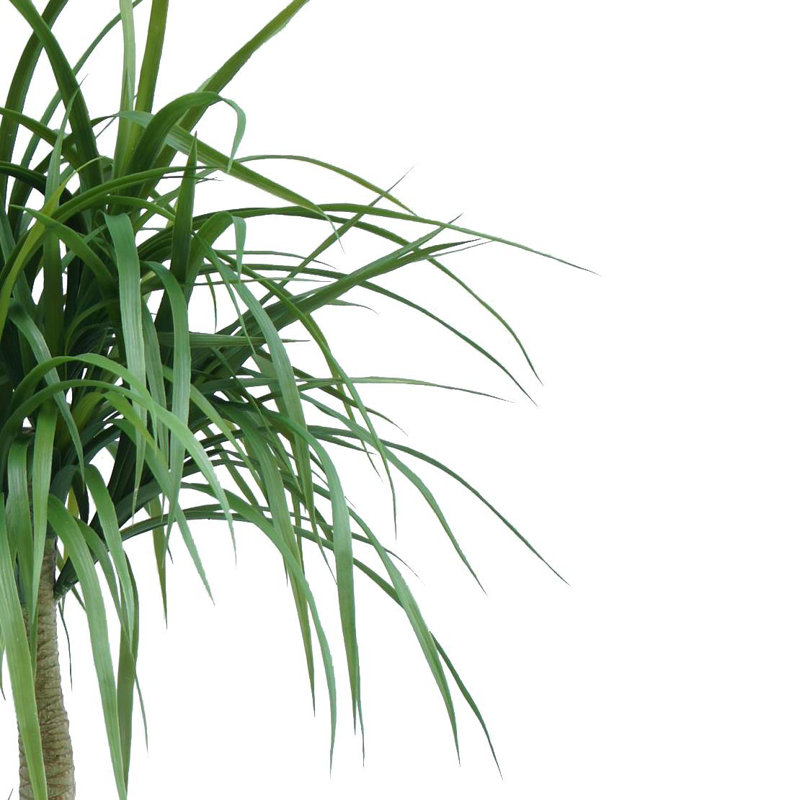 Annistyn Faux Dracaena Tree in Pot, 120 cm x 60 cm