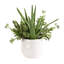 Pot à fleurs succulent Uttermost Sundown