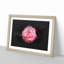 Lone Pink Carnation Paint Splash - Picture Frame Graphic Art-56865398-56865399