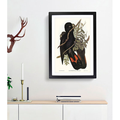 Western Black Cockatoos by Elizabeth Gould - Framed Print