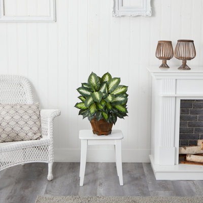  Triple Golden Dieffenbachia with Wood Vase