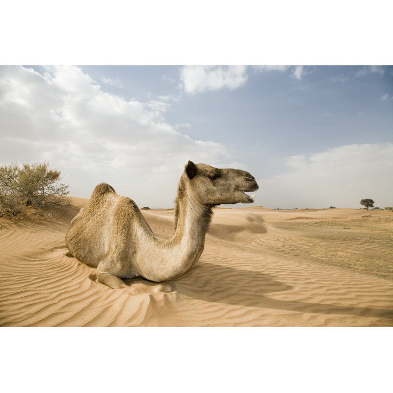 Happy Wild Camel - Wrapped Canvas Print, 30cm H x 46cm W
