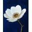 Bright on Blue - Floral Botanical