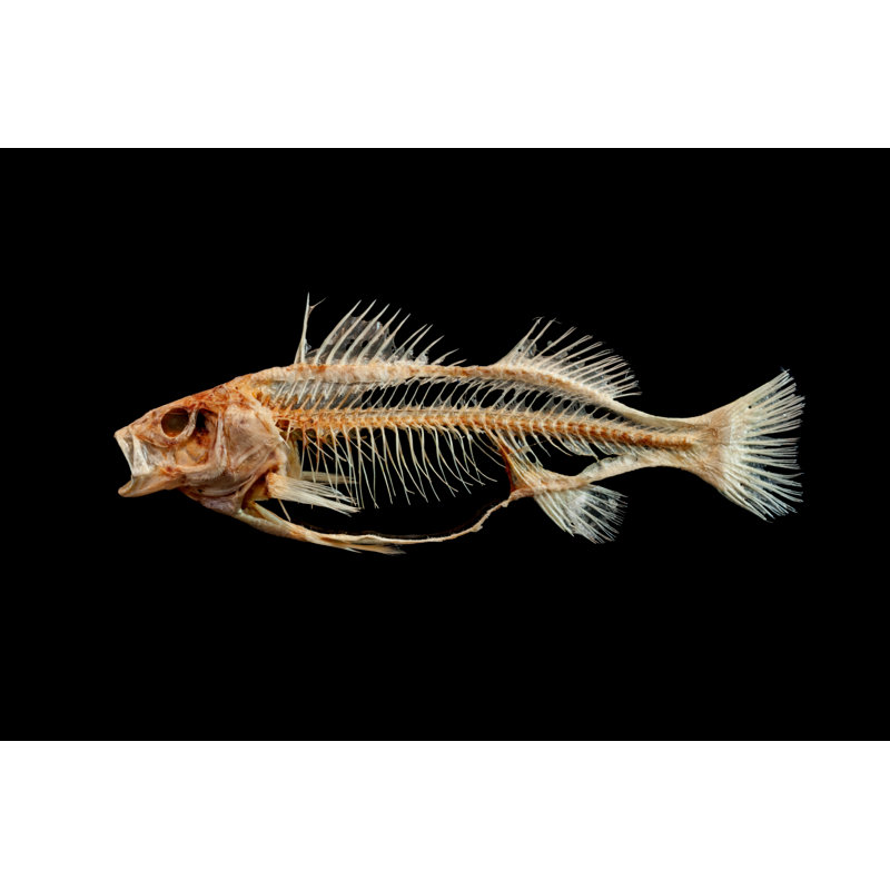 Kemberli " Fish Skeleton " by Lion95, 8" H x 12" W x 1.25" D