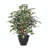 Artificial Variegated Ficus Extra Full Series-739555423