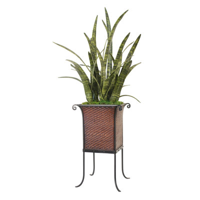 Snake Grass dans un support à plante