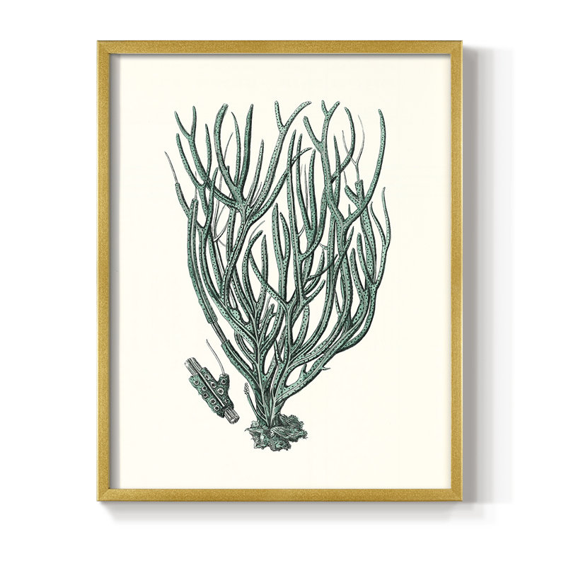 Antique Antique Coastal Coral, reproduction d'art encadrée, H 30 po x l 24 po, Doré