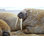 Maltare Walrus - Photographie sur toile tendue