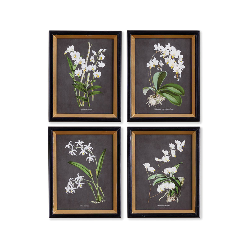 Pinar Orchid Study - Ensemble de 4 reproductions encadrées sur papier