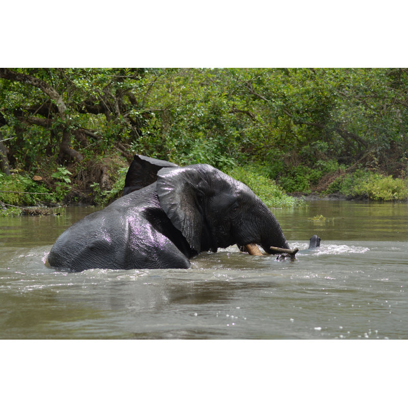 Forest Elephant - Wrapped Canvas Print, 30cm H x 46cm W x 3.8cm D