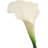 21" Real Touch Calla Lily Stem - 6 Pack