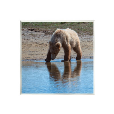 «Stupell Industries Grizzly Cub in Stream», art mural sur toile par Lena Owens