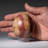 Petrified Wood Egg-124930765-124930745