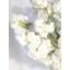 Arrangement de fleurs de cerisier en fleurs