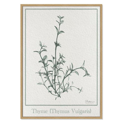 Jeanette "Thymus Vulgaris" Print