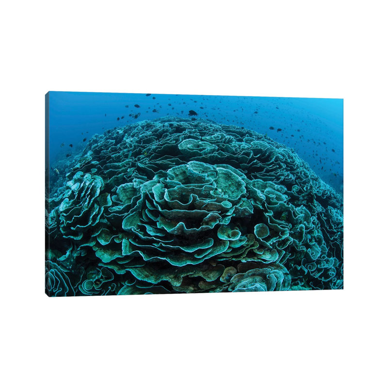 Corals Are Beginning To Bleach On A Reef In Indonesia I by Ethan Daniels - Wrapped Canvas Print