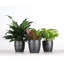 Plant in Pot-898924732