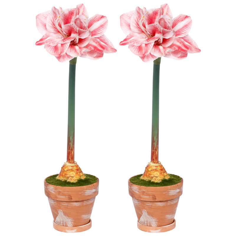 Potted Amaryllis Flower, 26 Inches