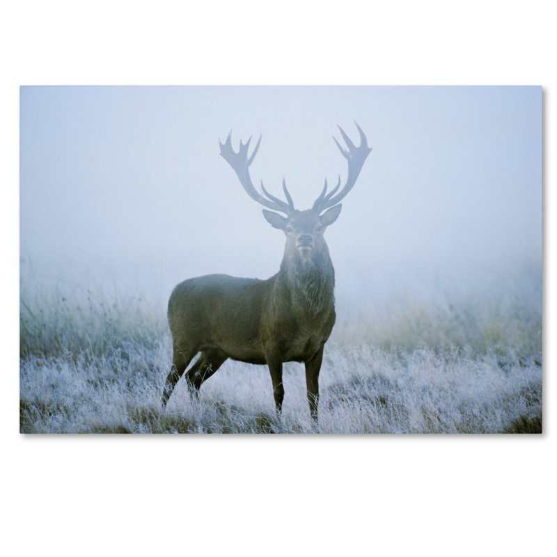 Ann «Stag», reproduction de photo sur toile tendue, 16 po x 24 po