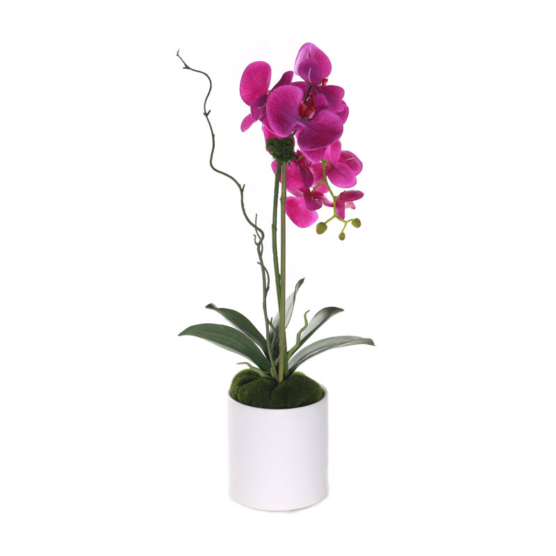 Arrangement d'orchidées