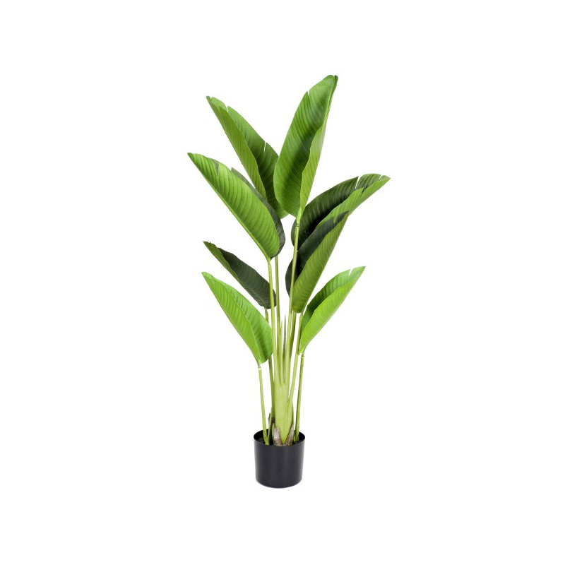 120cm Plant