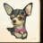 " Chihuahua Closeup " by Alex Zeng