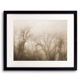 The Secrets Of The Trees Print by Scott Norris