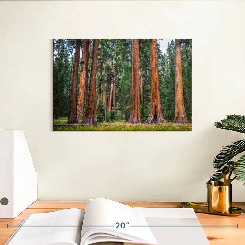 Harnek superbe Sierra Redwoods, H 8 po x l 12 po