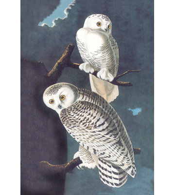 John Audubon - Wrapped Canvas Print
