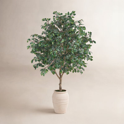 Nydia Ficus Tree in Pot