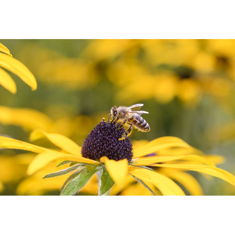 Bee - Apis Mellifera by Bee - Apis Mellifera - Wrapped Canvas Print, 61cm H x 91cm W x 3.8cm D