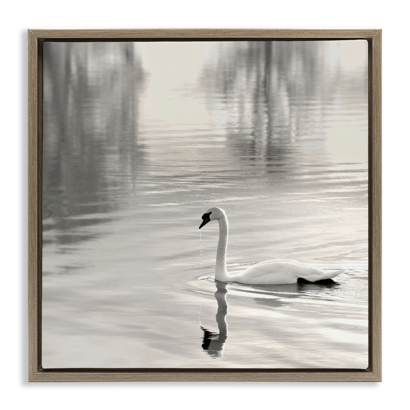 Cadre flottant Morning Sunlit Swan, design par Nicholas Bell, H 25 po x l 25 po, Montalcino orme flottant encadré