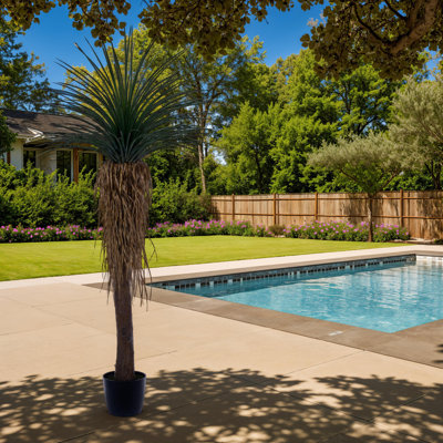  86" Green Nolina Palm Potted Plant