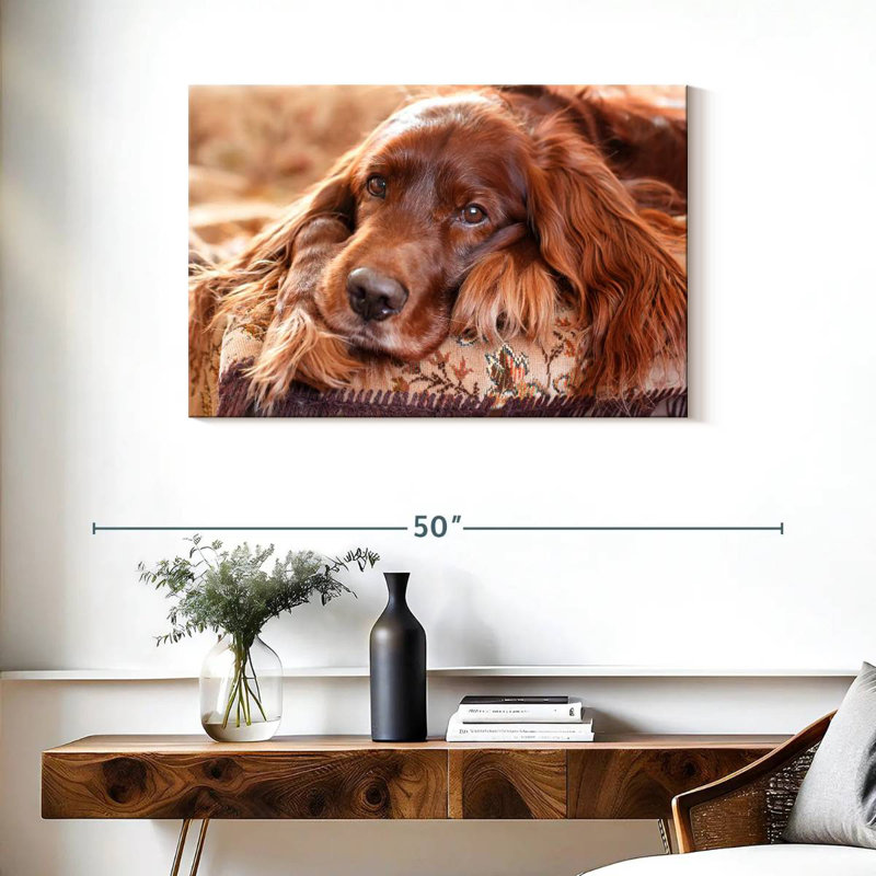 Setter irlandais Brampt, H 24 po x l 36 po