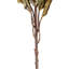 22 plantes-94734823