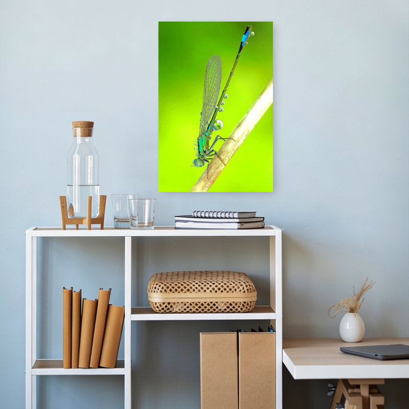 Emerald Damselfly Dew Drops Delicate Serene Tranquil Dragonfly Nature Wildlife Wall Art Print by Thierry Dufour - Print