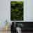 " Thick Moss "-562715154