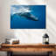 Baleine à bosse Brampt-108712756