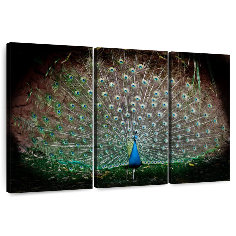 Brampt  Peacock Elegance, 20" H x 33" W
