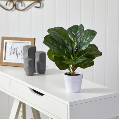 Fiddle Leaf Plant in White Planter