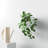 Hilaria Ceramic Wall Planter-1019888364-1019888365
