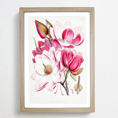 Himalayan Magnolia Flowers by W. H. Fitch - Picture Frame Painting Print