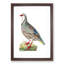 Red Partridge by George Shaw - Framed Print-55616406-55616408