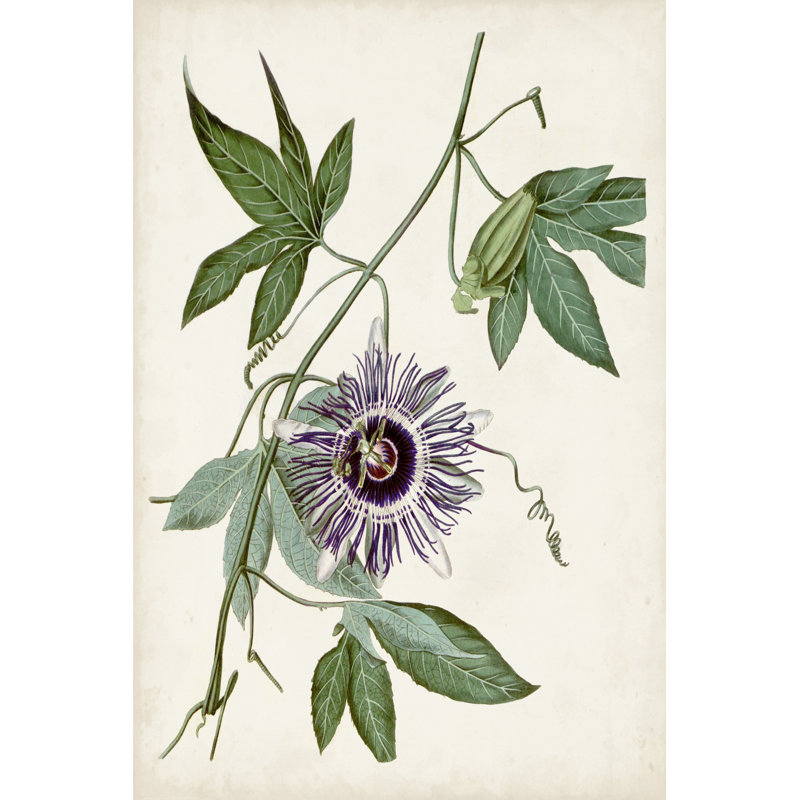 «Vintage Passionflower II» par Vision Studio - peinture sur toile tendue, H 12 po x l 8 po x P 1,25 po