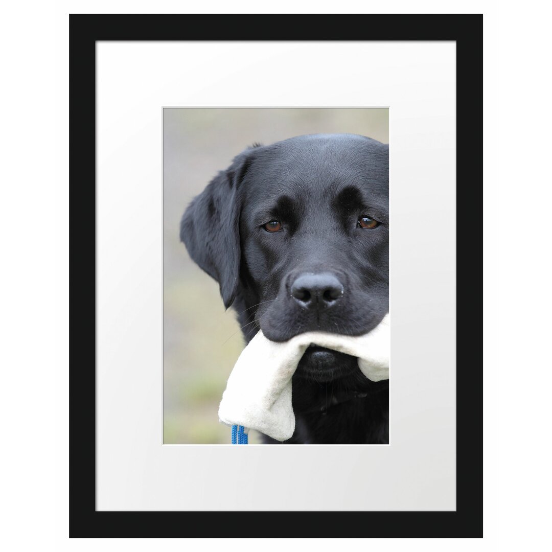 Gerahmtes Poster Schwarzer Labrador mit Spielzeug