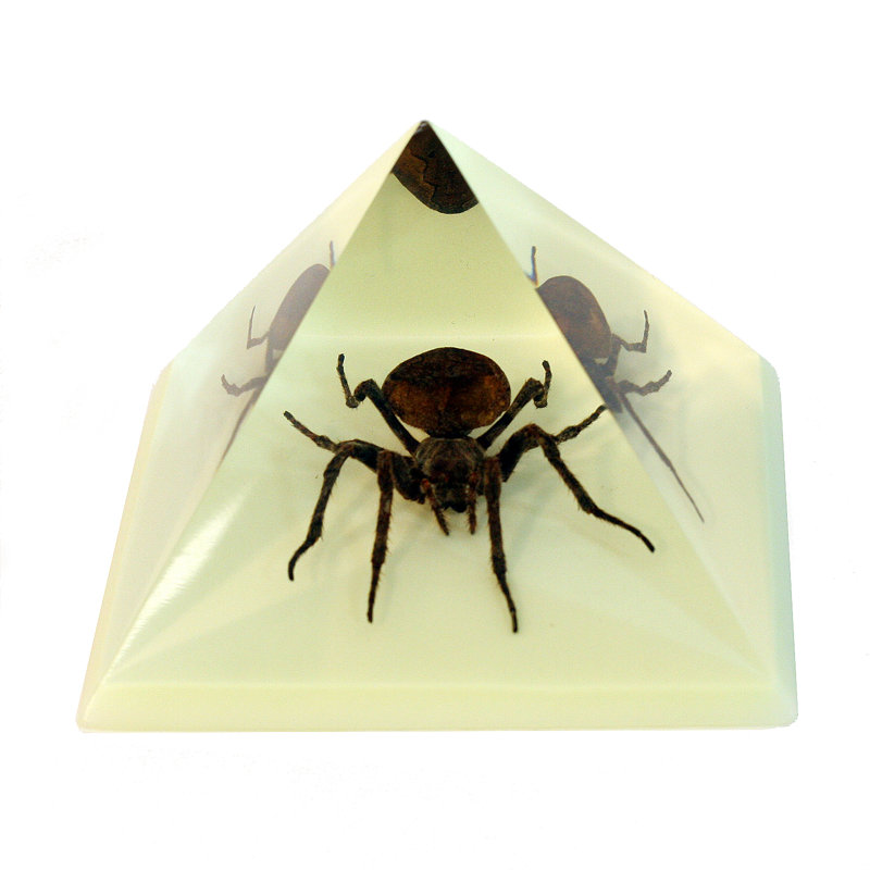 Araignée raminez en noir pyramidale