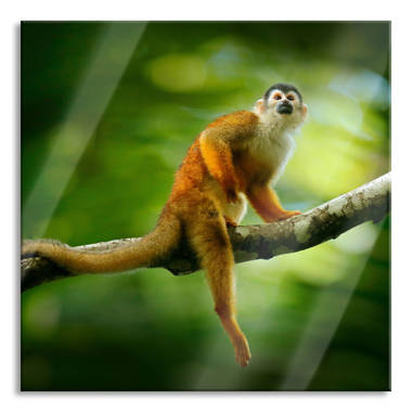 17 Stories Glasbild kleiner Affe sitzend einem Ast auf